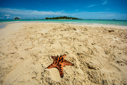 starfish on the sand island, Belitung, Indonesia