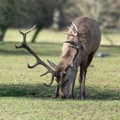 Red Stag Deer Standing in a Field