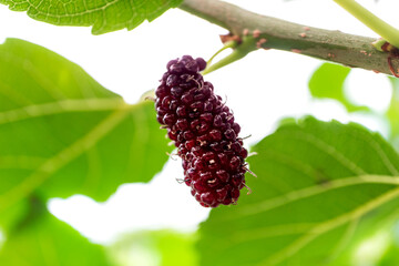 Closeup and selective focus of fresh mulberry fruit