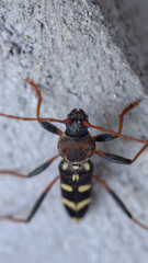 Neoclytus yellow striped insect photo
