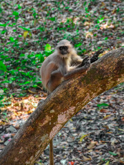 Indian Black Faced Long Tailed Gray Langur Monkey sitting on the Tree