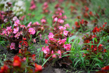 Fototapeta na wymiar Begonia, flowers in the garden