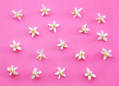 Small White Orange Flowers On A Pink Background