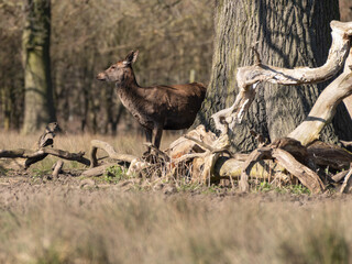 Naklejka na ściany i meble Young Red Deer Standing near an Old Tree