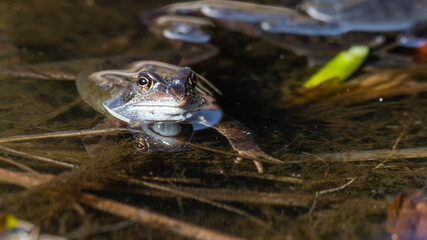 Common Frog in a Pond