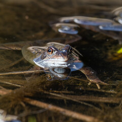 Common Frog in a Pond