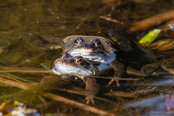 Common Frog in a Pond