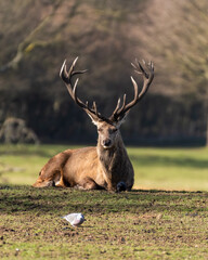 Red Stag Deer resting on Grass