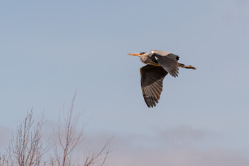 Grey Heron Flying Across the Sky