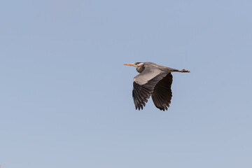 Grey Heron Flying Across the Sky