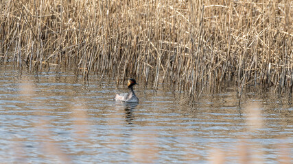 Black Necked Grebe Floating on the Water