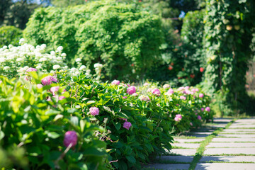 Fototapeta na wymiar Hydrangea flowers in the garden