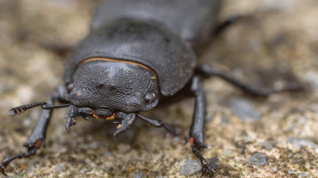 lesser stag beetle macro photo