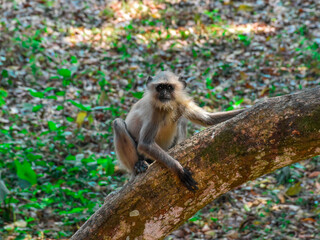 Indian Black Faced Long Tailed Gray Langur Monkey sitting on the Tree