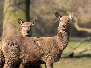 Young Red Deer Standing in a Field