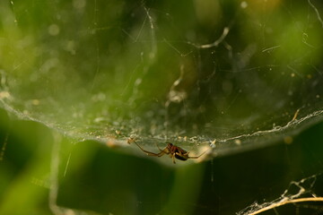 spider waıtıng ıts prey on the web