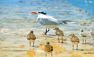Seagulls at the North Sea on the beach in Germany
