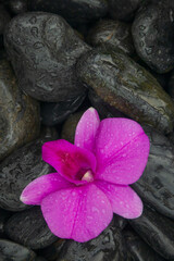 pink flower and stones