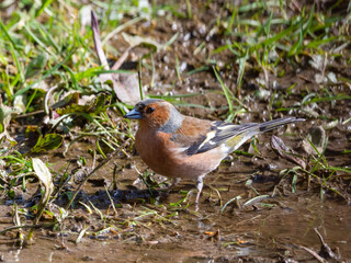 Male Chaffinch Standing in Mud