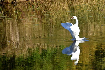 swan in the lake