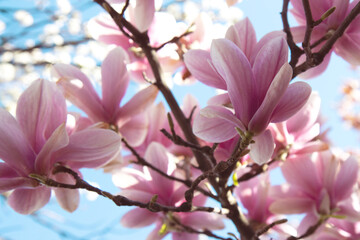 Blooming magnolia branches. Beautiful pink spring magnolia flowers on a tree branch. Close up