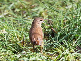 Wren Standing in Grass Searching for Food