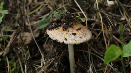 natural russula white mushroom photo