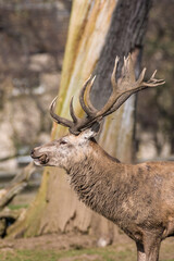 Red Stag Deer Feeding on Root Vegetables