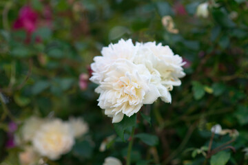 Beautiful rose in the garden