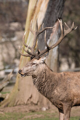 Red Stag Deer Feeding on Root Vegetables