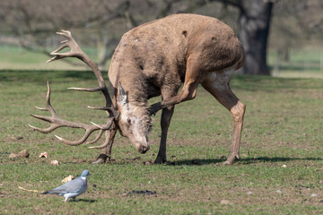 Red Stag Deer Scratching itself