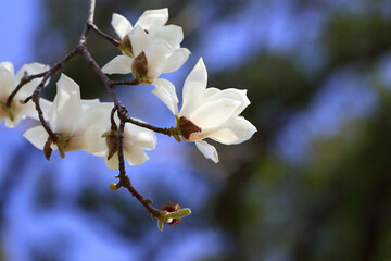 ハクモクレン　白木蓮の白い花