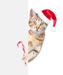 Tabby cat wearing red christmas hat holds candy cane and looks from behind empty white banner. Empty space for text. isolated on white background