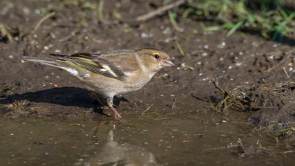 Female Chaffinch Standing in Mud