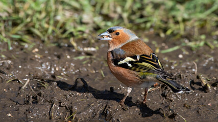 Male Chaffinch Standing in Mud with a Seed in its Beak