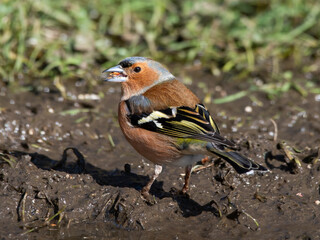 Male Chaffinch Standing in Mud with a Seed in its Beak