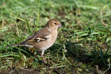 Obraz premium Female Chaffinch Standing in Mud