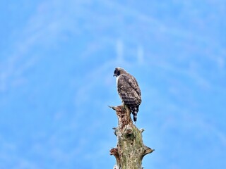 お気に入りの木でのんびりくつろぐクマタカ成鳥
