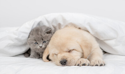 Golden retriever puppy sleeps with gray kitten under white warm blanket on a bed at home