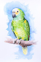 Beautiful hand painted watercolor bird parrot on paper