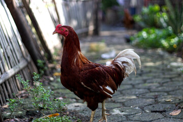 a hen in the yard