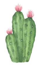 Watercolor Cactus Illustration