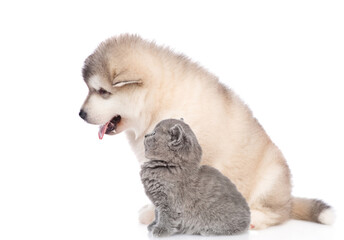 Alaskan malamute puppy and baby kitten look away and up on empty space. isolated on white background