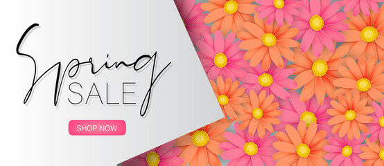 Spring sale banner or newsletter header. Pink and orange realistic daisy flowers. Vector illustration.