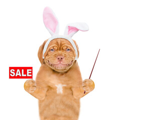 Smiling puppy wearing easter rabbits ears holds sales symbol and points away on empty space. Isolated on white background