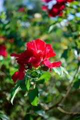 Fototapeta na wymiar red rose in the garden
