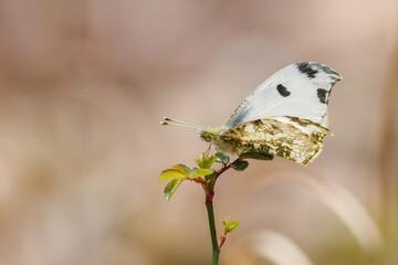 早春の光を浴びながらのんびりくつろぐツマキチョウ メス