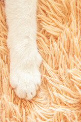 White cat paw in bed soft feeling holiday idea background.