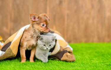 Young Toy terrier puppy and gray kitten sit together under warm plaid in cold autumn weather