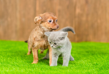 Kitten and Toy terrier puppy stand together on green summer grass